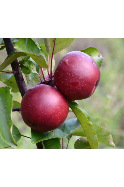 Яблуня Байя Мариса - плоди бордового забарвлення